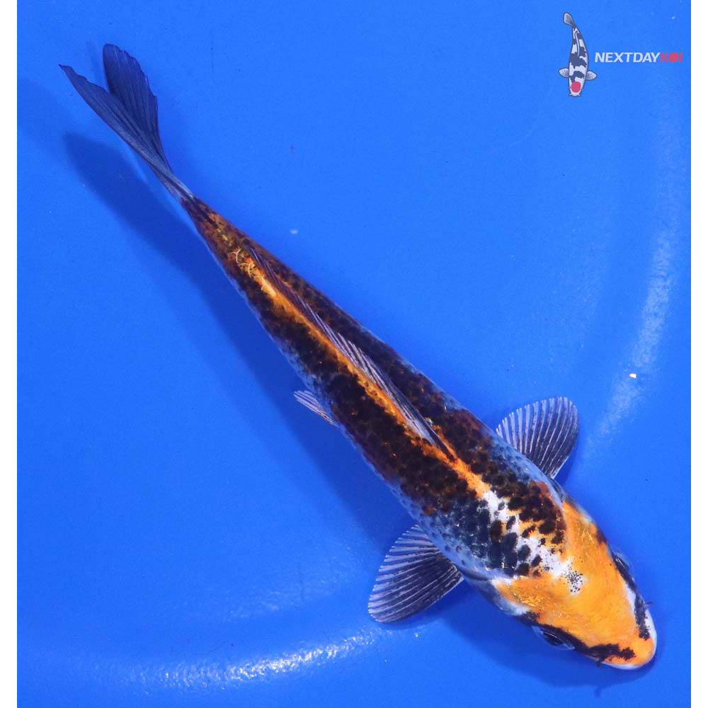 5” Imported Kujaku