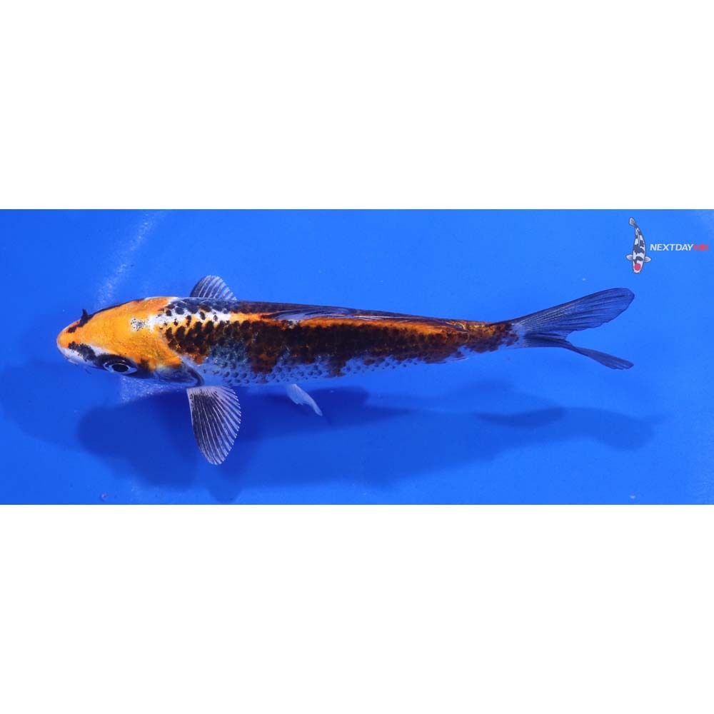 5” Imported Kujaku