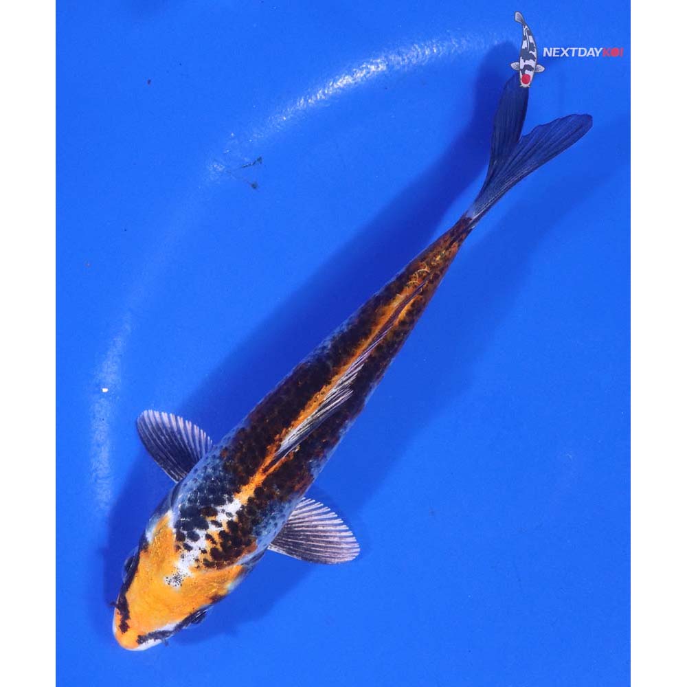 5” Imported Kujaku