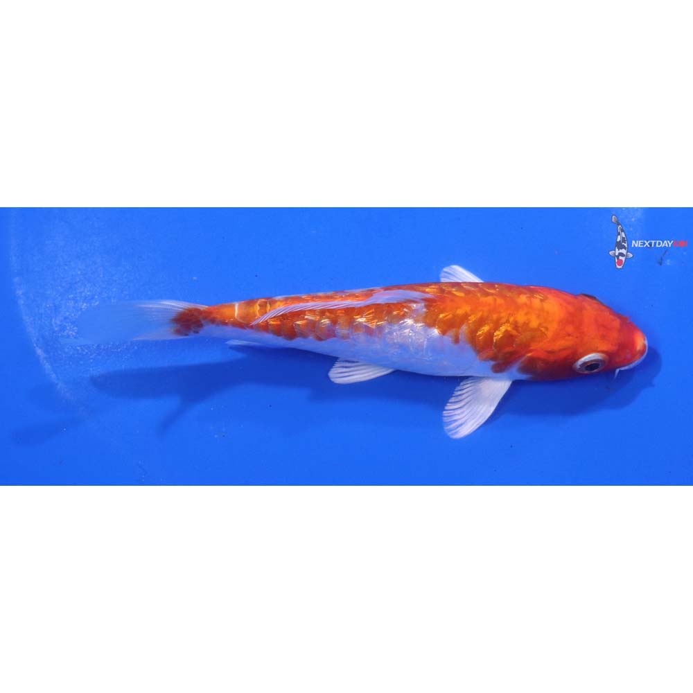 5” Imported Gin Rin Armor Scaled Hariwake