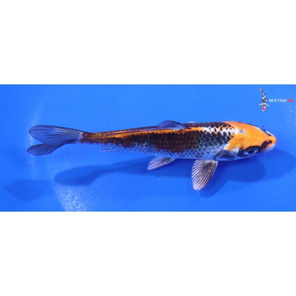5” Imported Kujaku