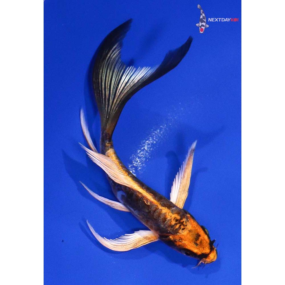4.5” Imported Kin Kikokuryu Butterfly Koi