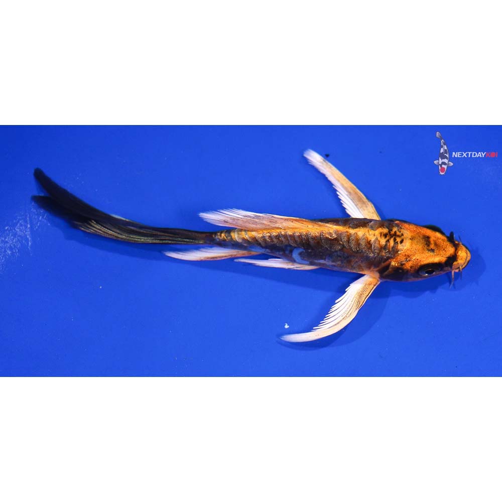 4.5” Imported Kin Kikokuryu Butterfly Koi