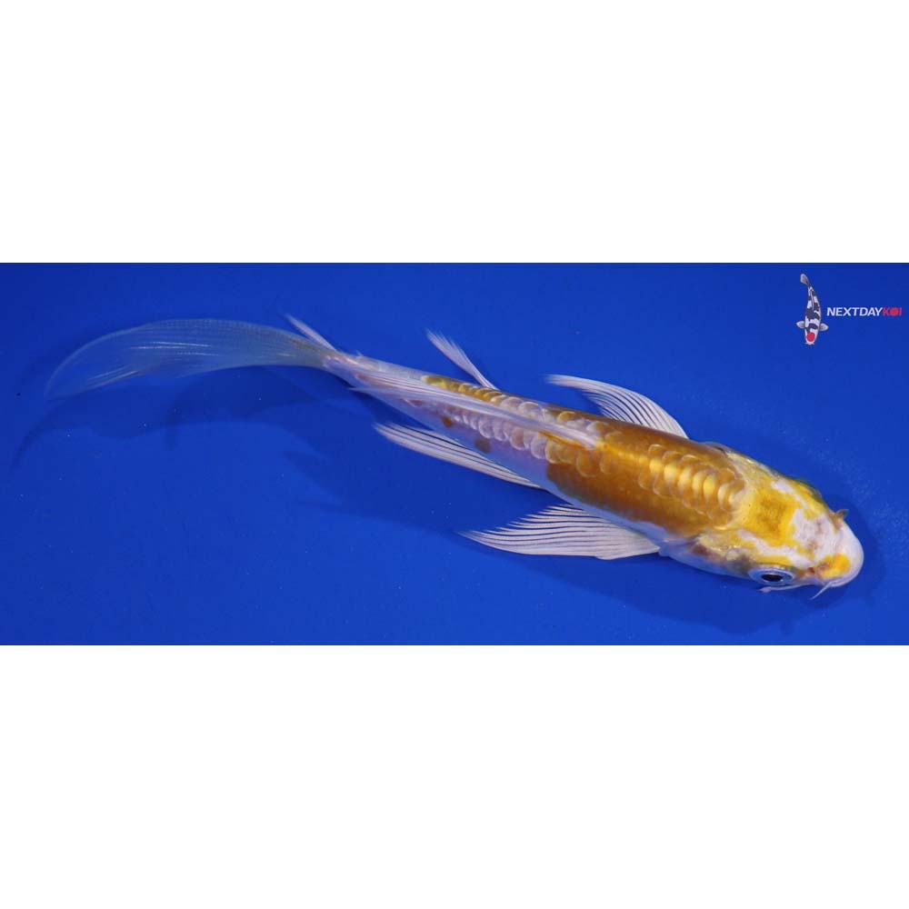 5” Imported Doitsu Lemon Hariwake Butterfly Koi