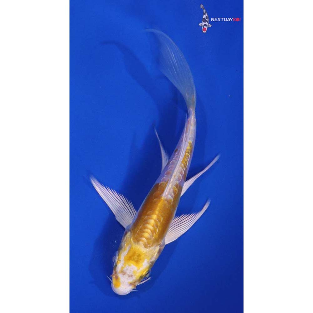 5” Imported Doitsu Lemon Hariwake Butterfly Koi