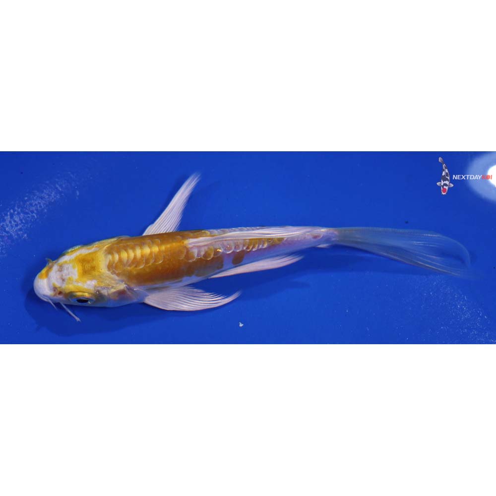 5” Imported Doitsu Lemon Hariwake Butterfly Koi