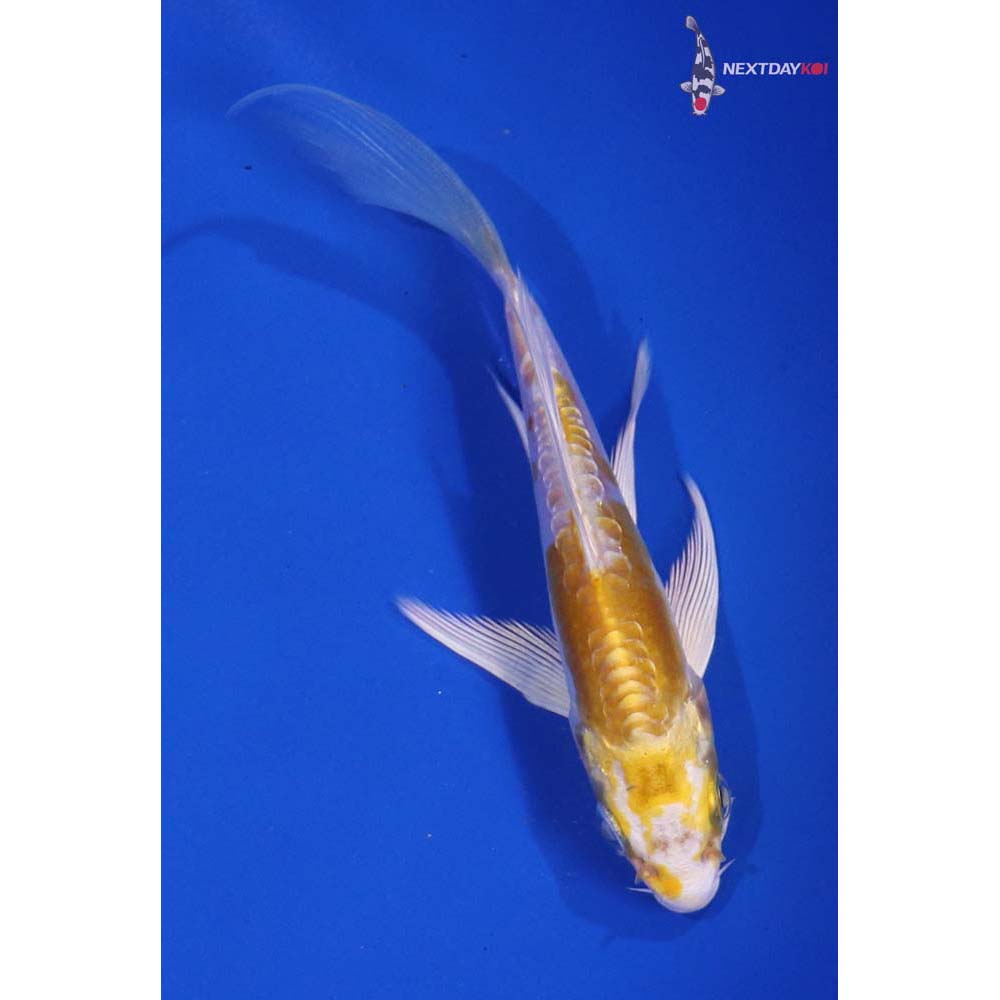 5” Imported Doitsu Lemon Hariwake Butterfly Koi