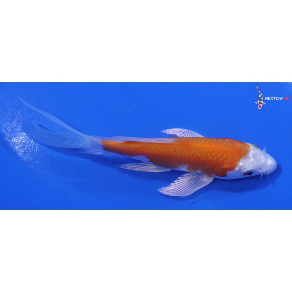 4.5” Imported Hariwake Butterfly Koi