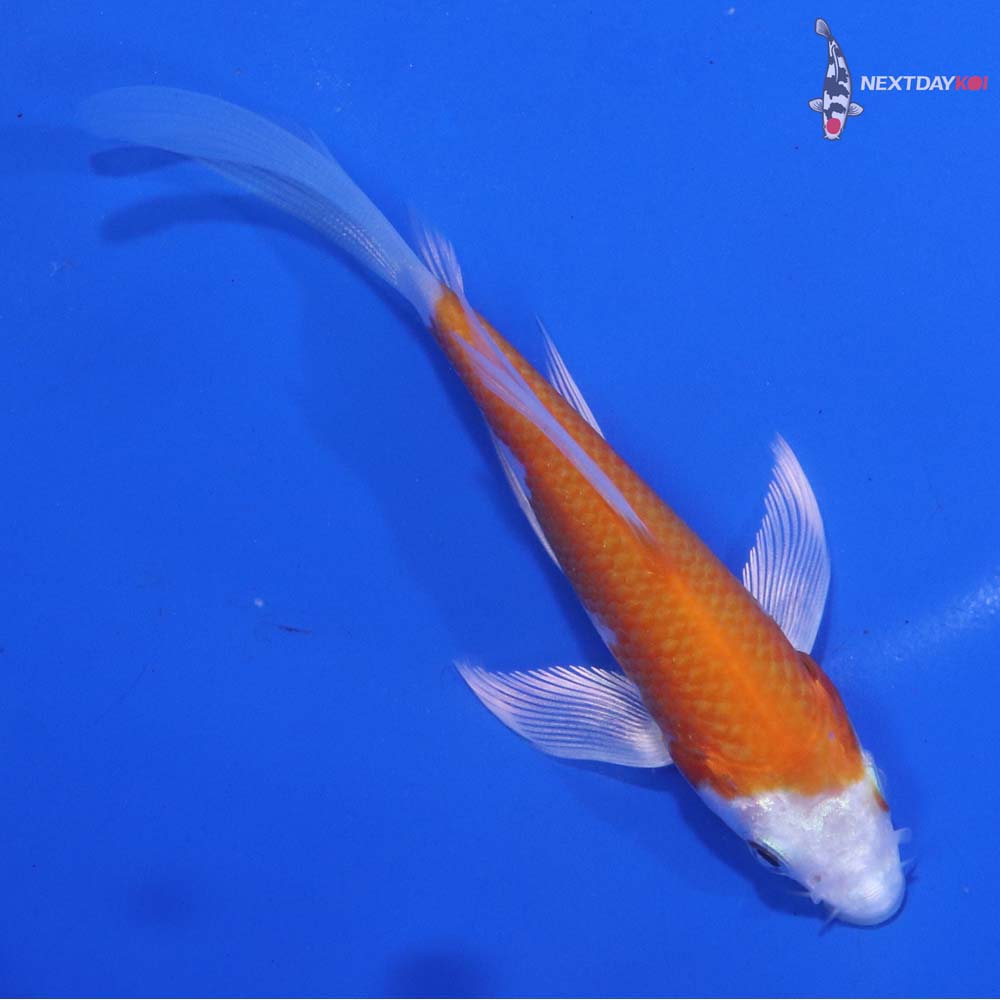 4.5” Imported Hariwake Butterfly Koi