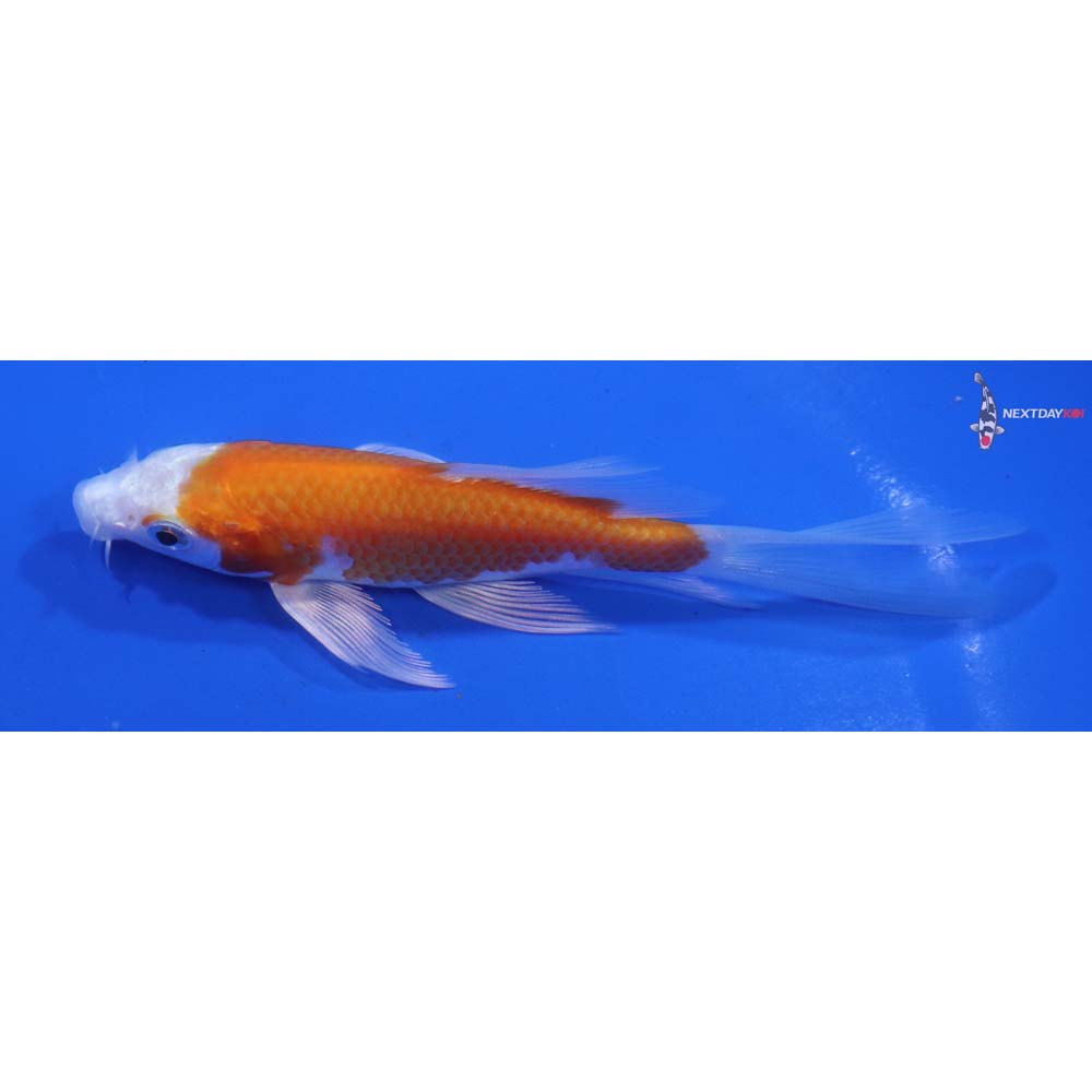 4.5” Imported Hariwake Butterfly Koi