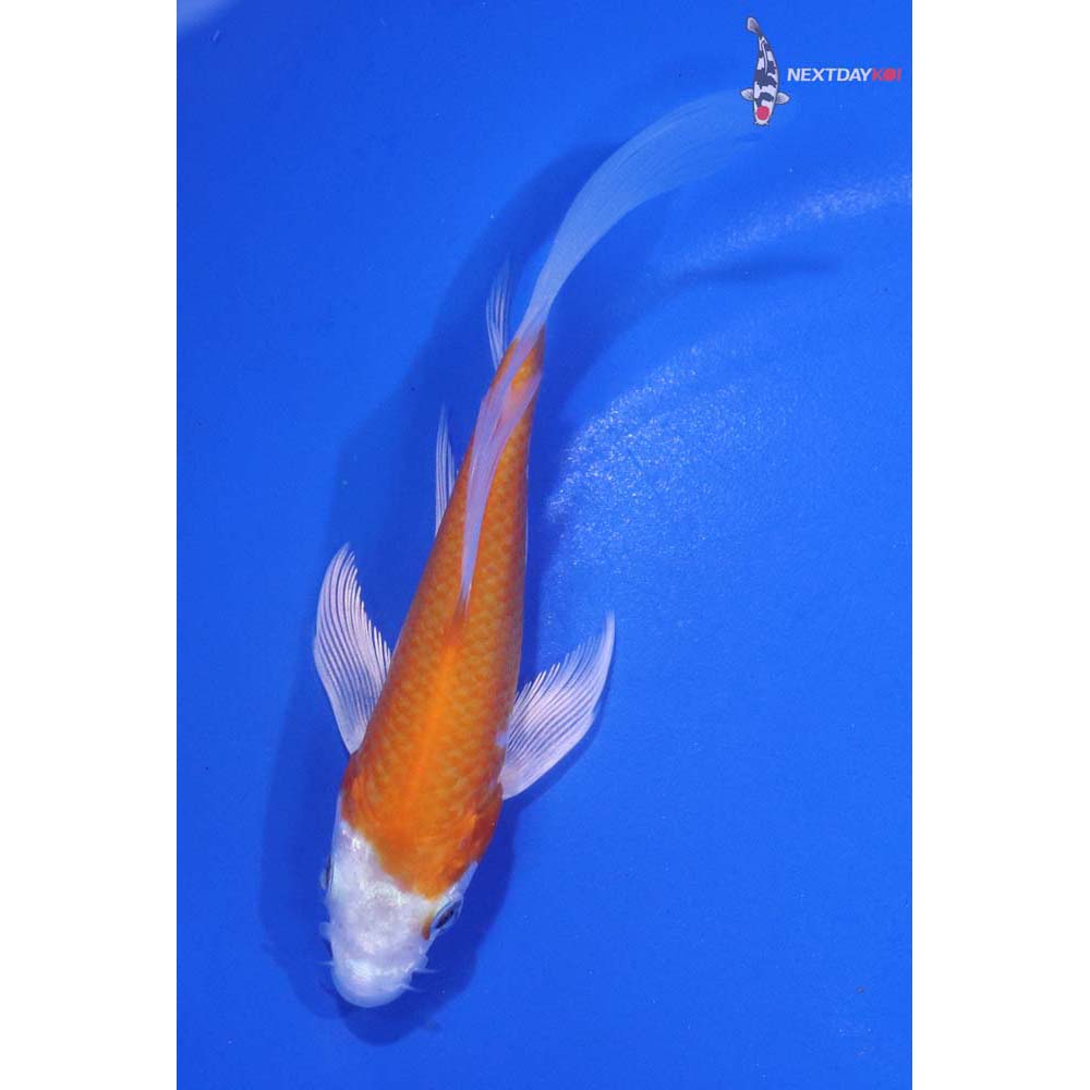 4.5” Imported Hariwake Butterfly Koi