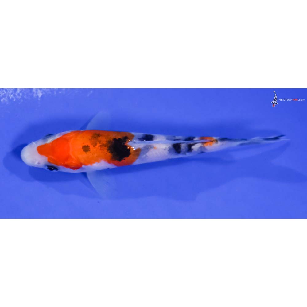 4” Imported Sanke