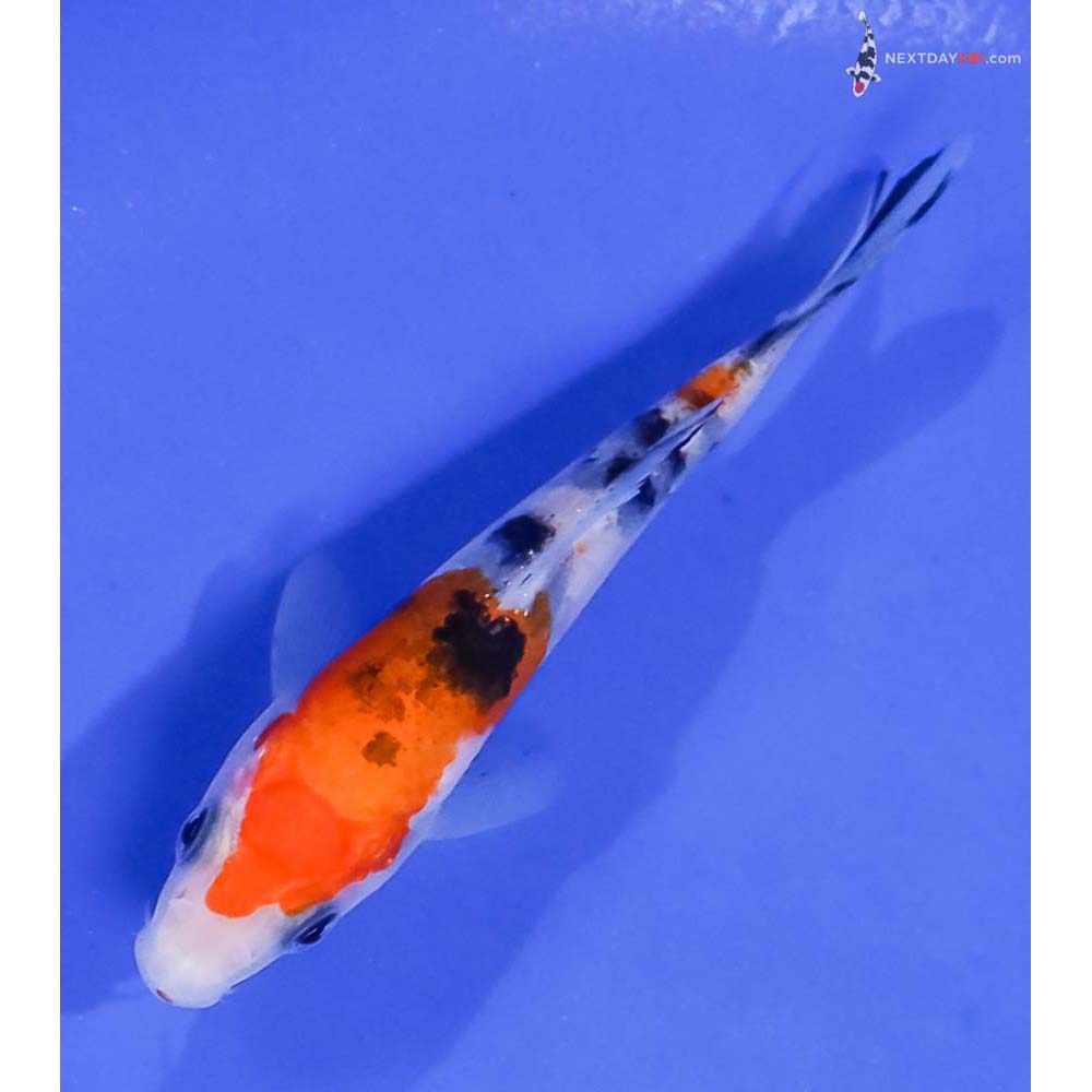 4” Imported Sanke