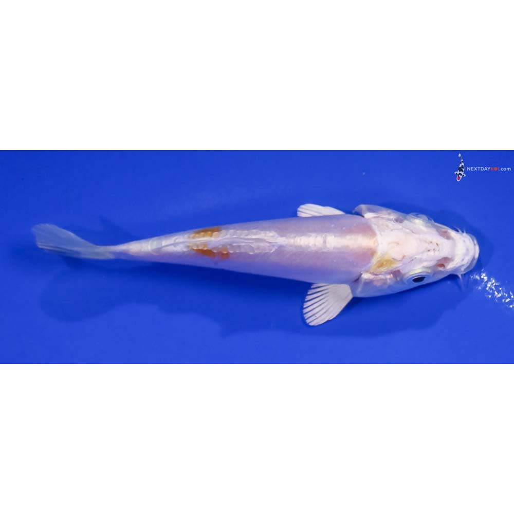 4.5” Imported Doitsu Lemon Hariwake