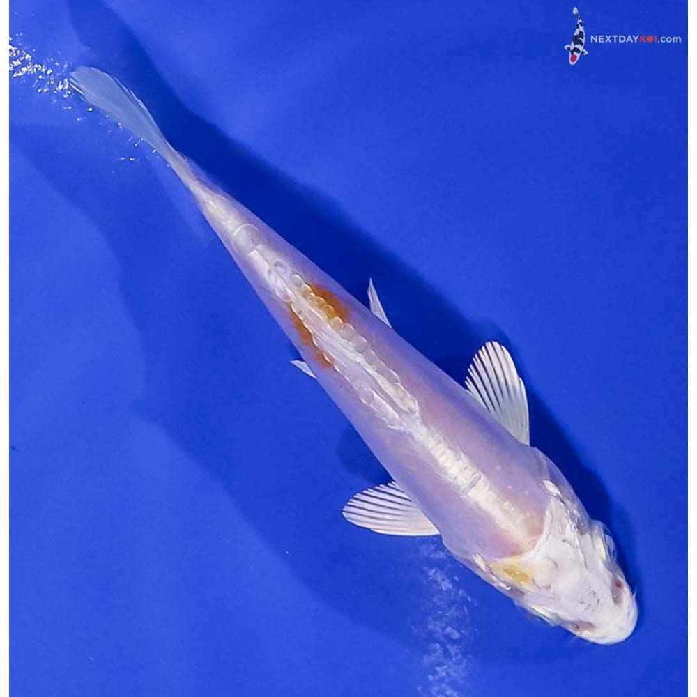 4.5” Imported Doitsu Lemon Hariwake