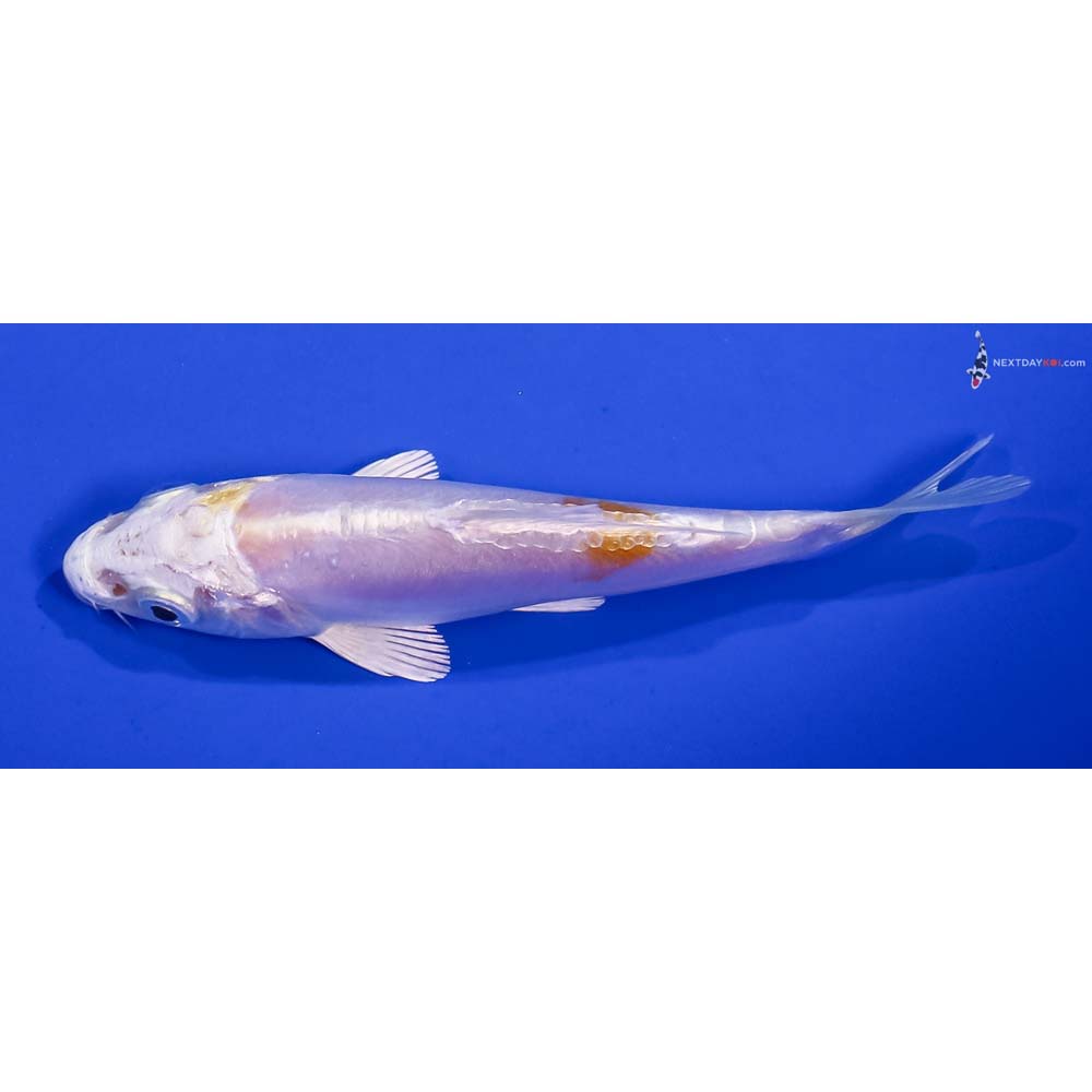4.5” Imported Doitsu Lemon Hariwake