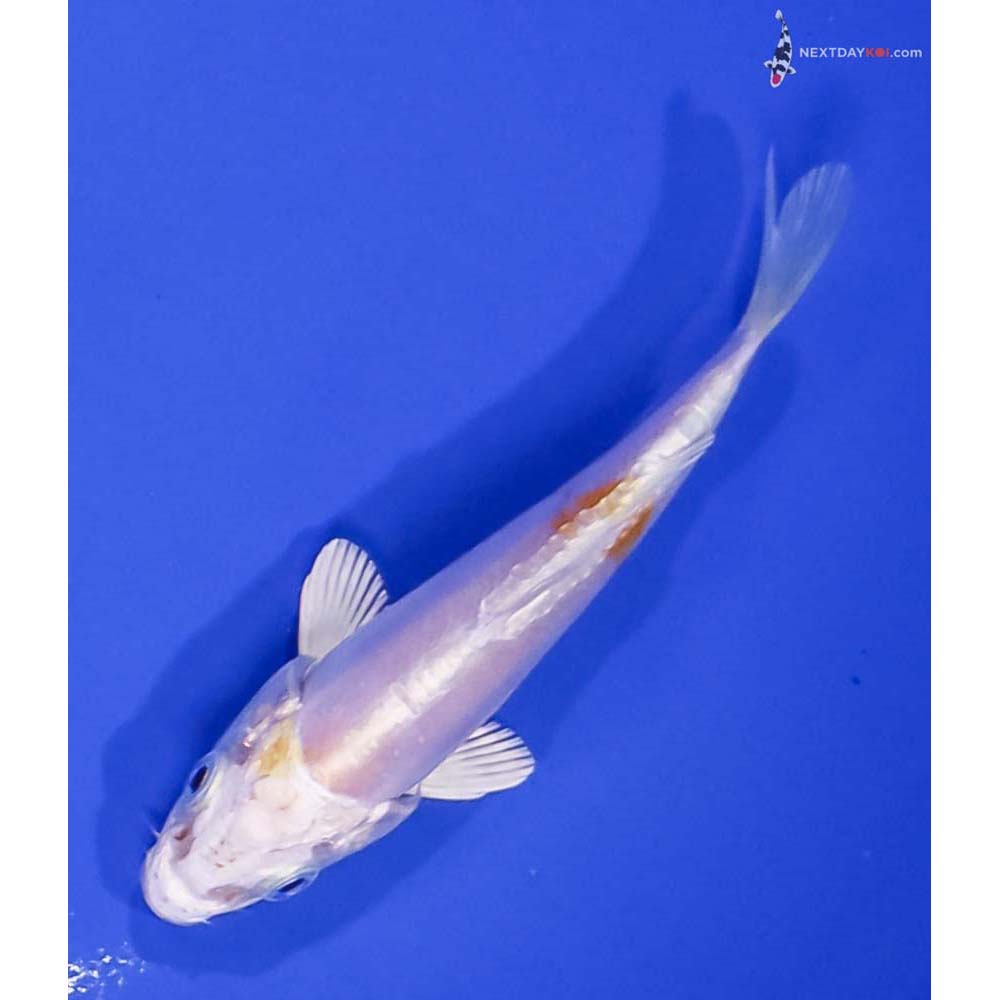 4.5” Imported Doitsu Lemon Hariwake