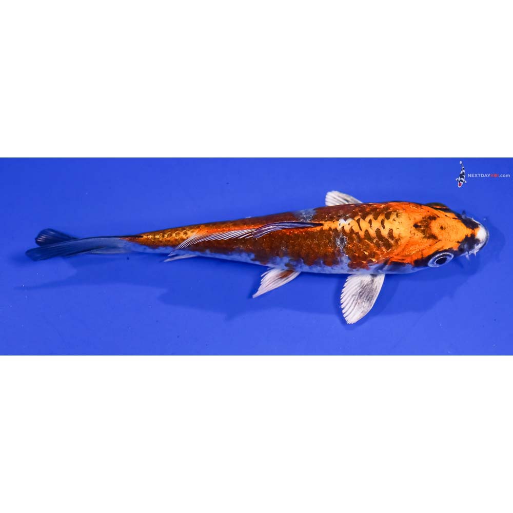 4.5” Imported Kujaku