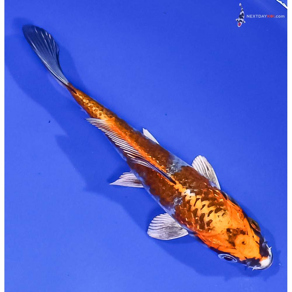 4.5” Imported Kujaku