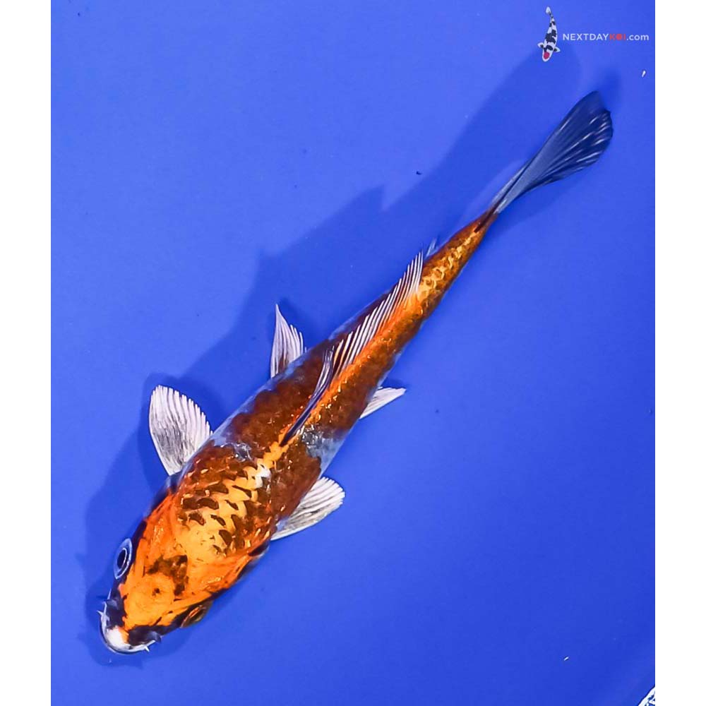 4.5” Imported Kujaku