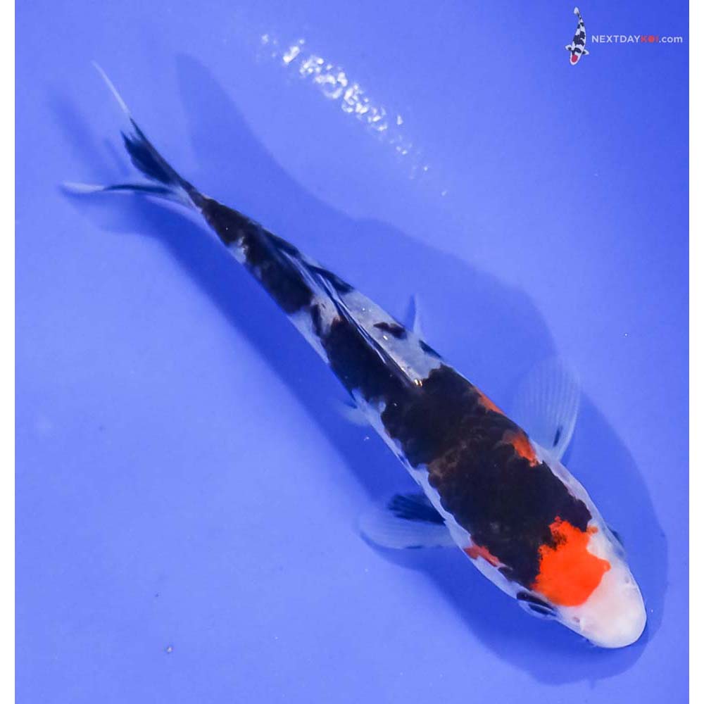 5” Imported Sanke