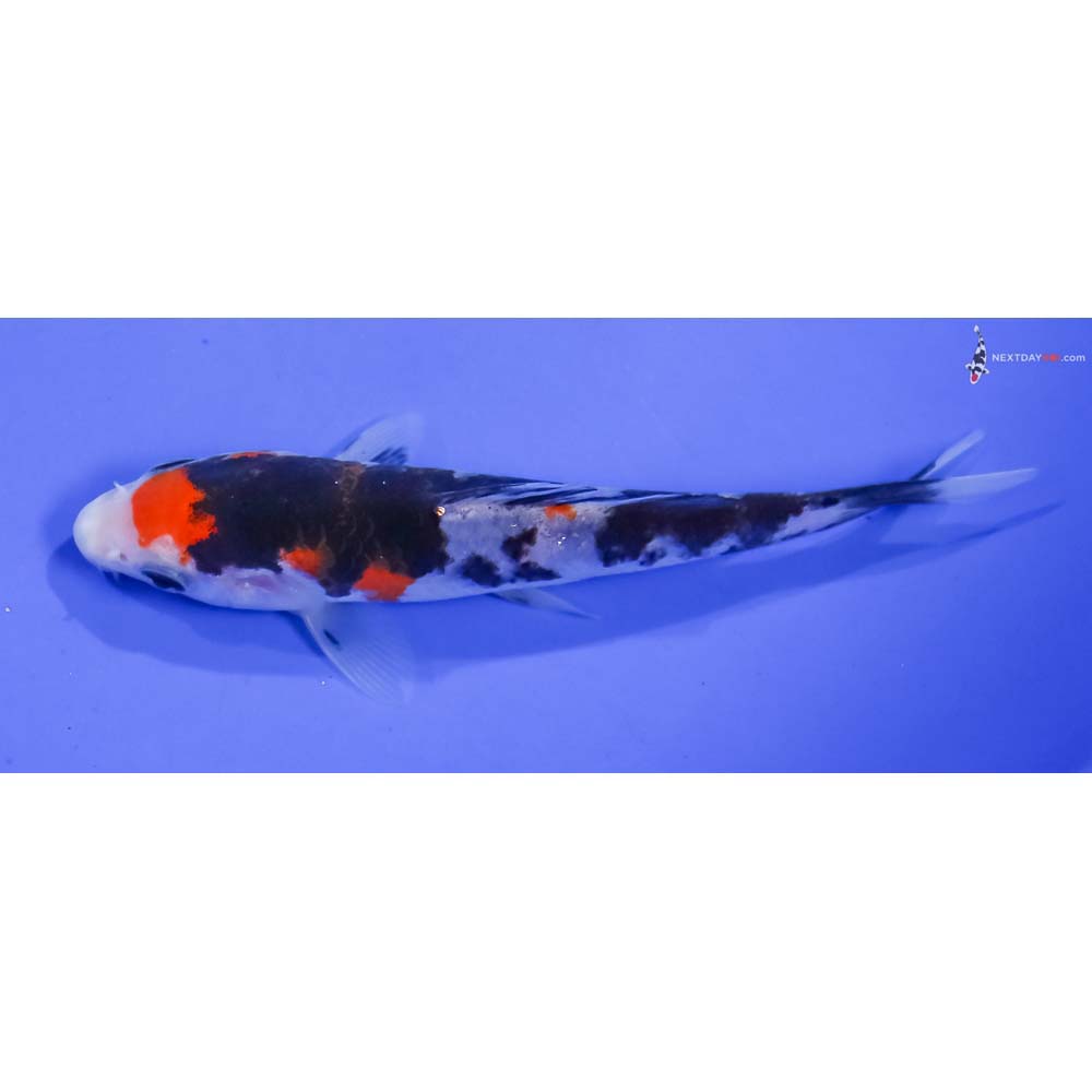 5” Imported Sanke