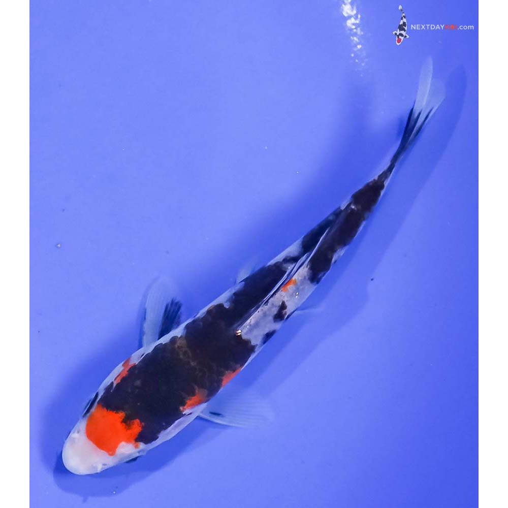 5” Imported Sanke