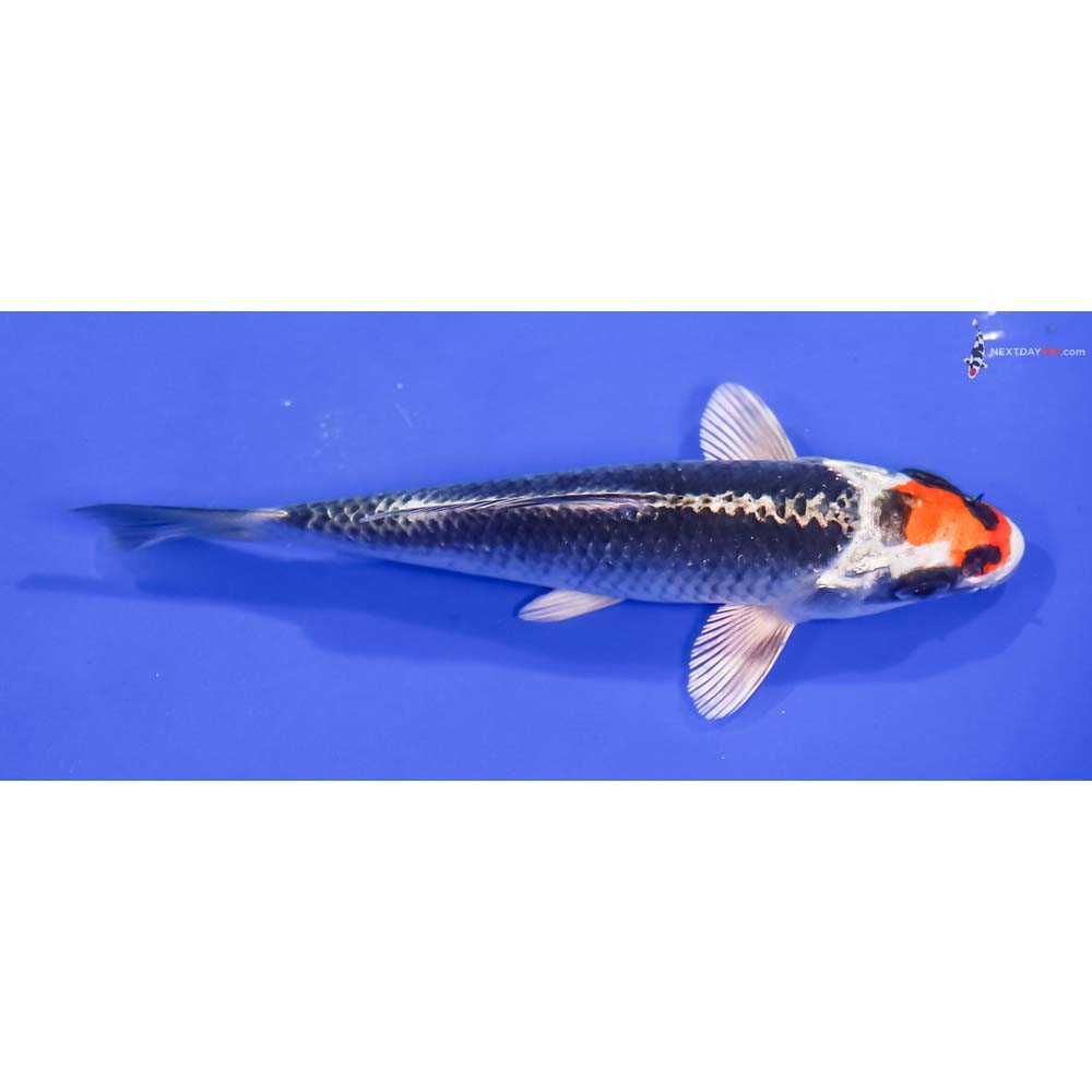 5” Imported Kujaku