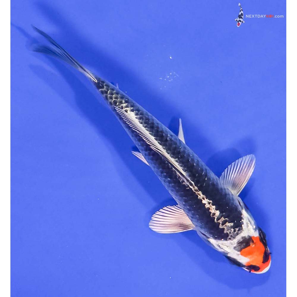 5” Imported Kujaku