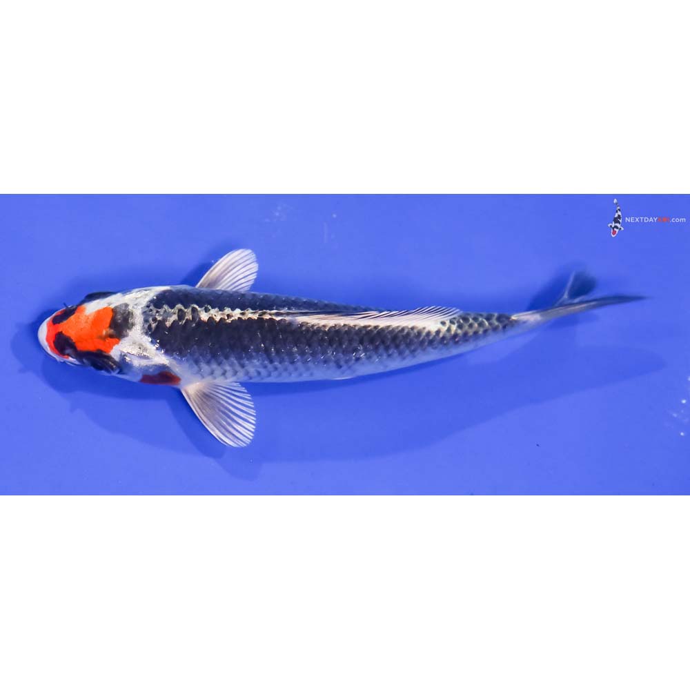5” Imported Kujaku