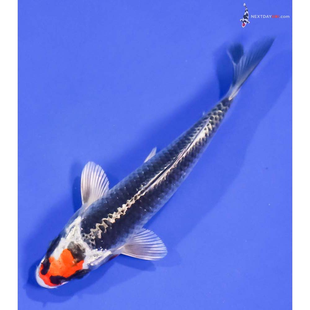 5” Imported Kujaku