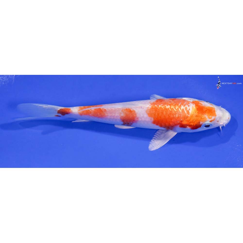 5” Imported Hariwake