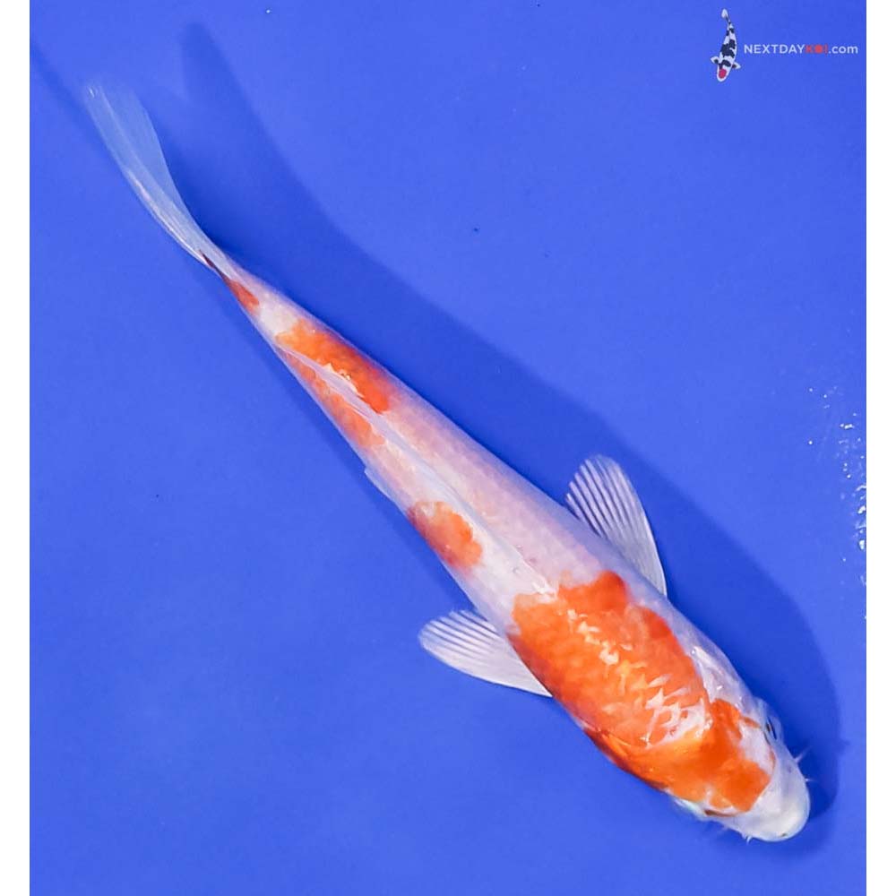 5” Imported Hariwake
