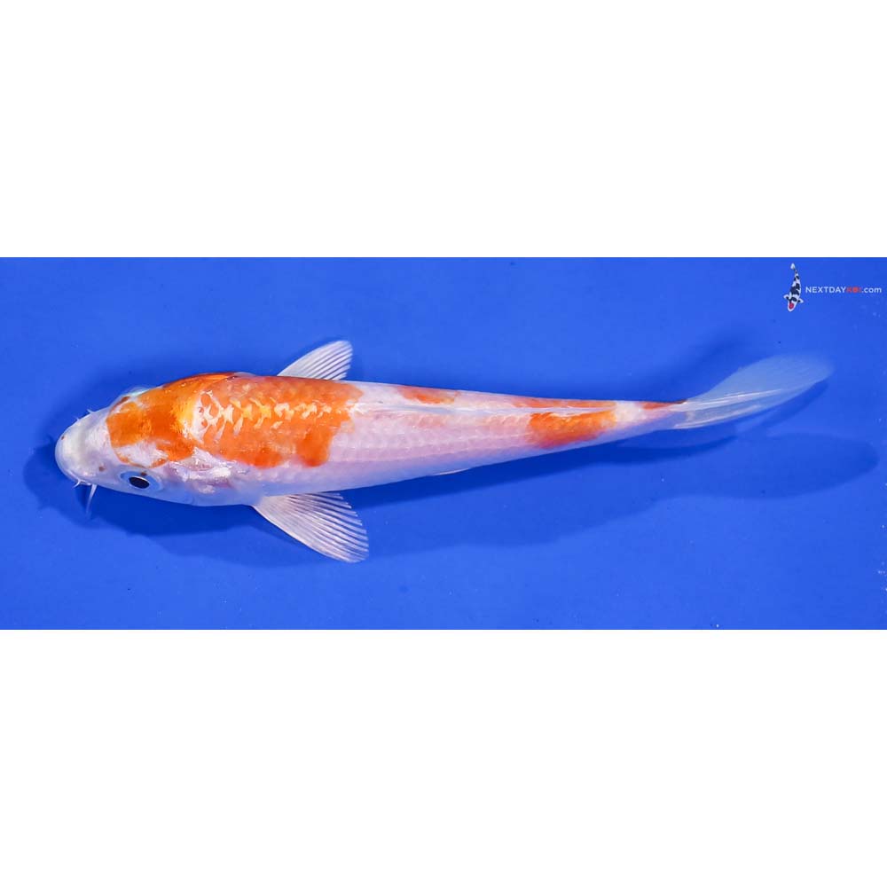 5” Imported Hariwake
