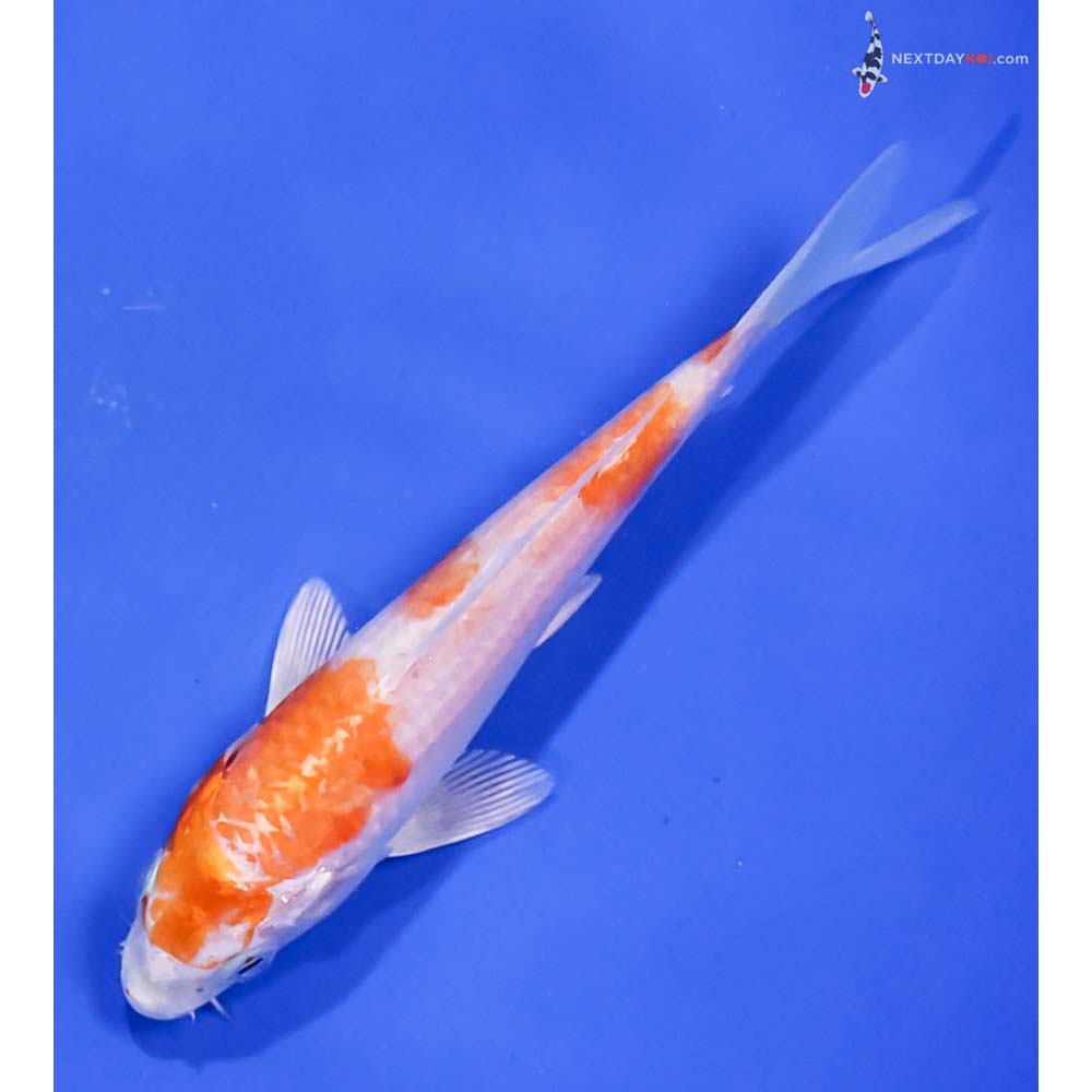 5” Imported Hariwake