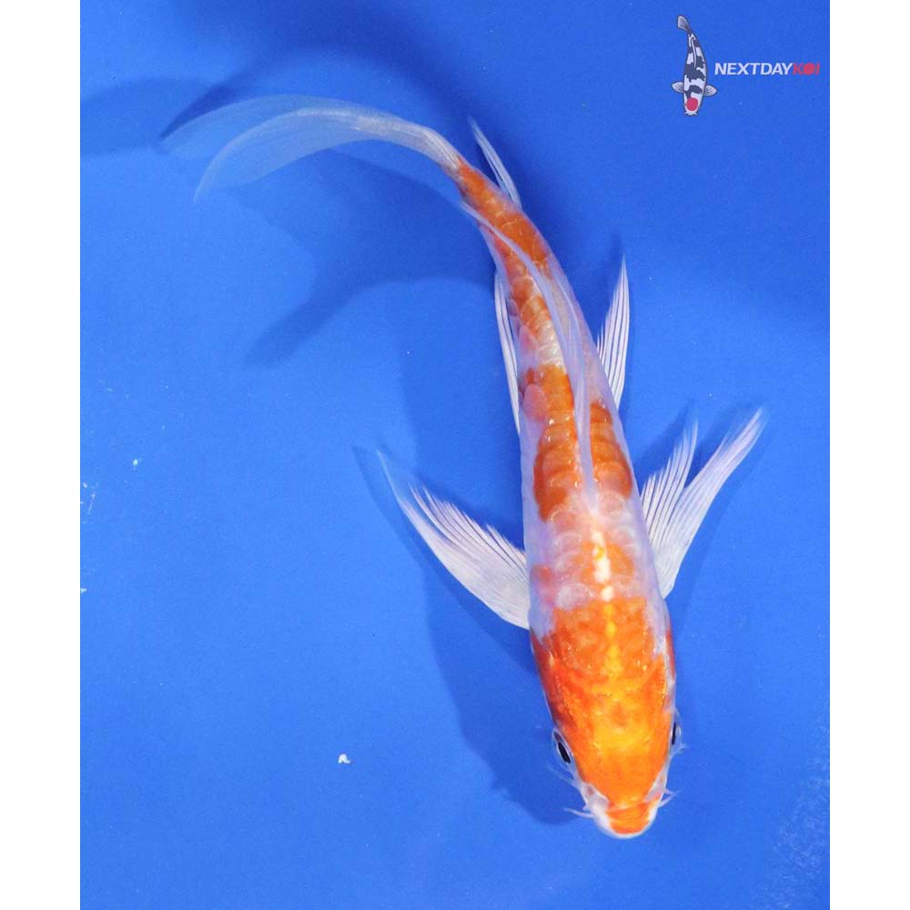 4.5” Imported Kikusui Butterfly Koi