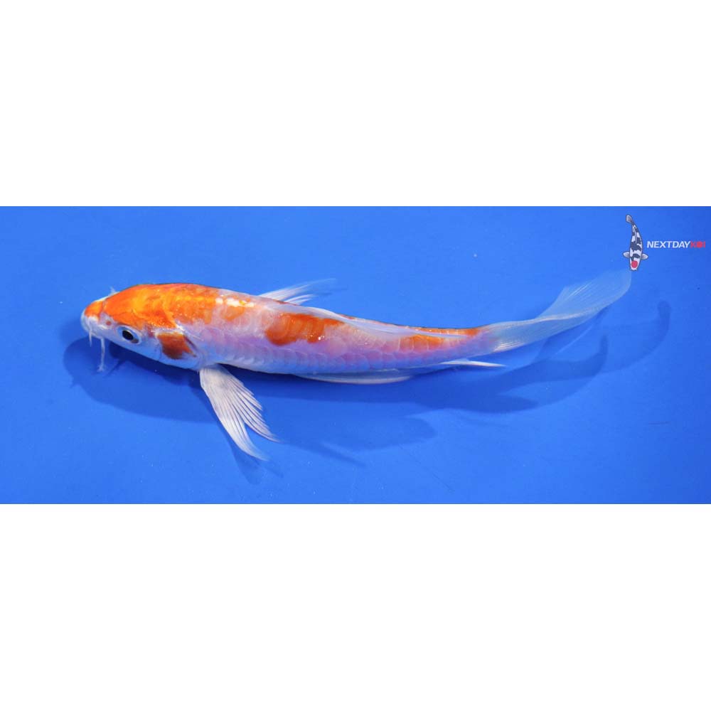 4.5” Imported Kikusui Butterfly Koi