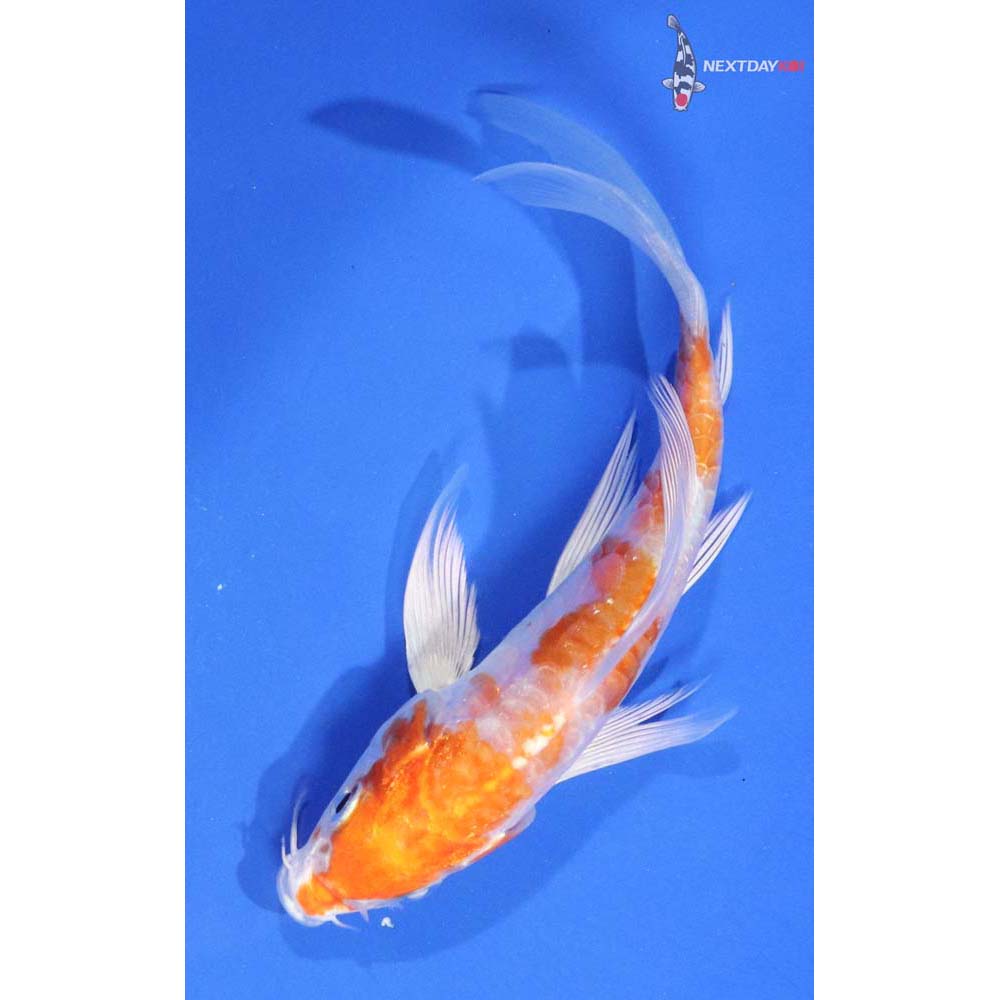 4.5” Imported Kikusui Butterfly Koi
