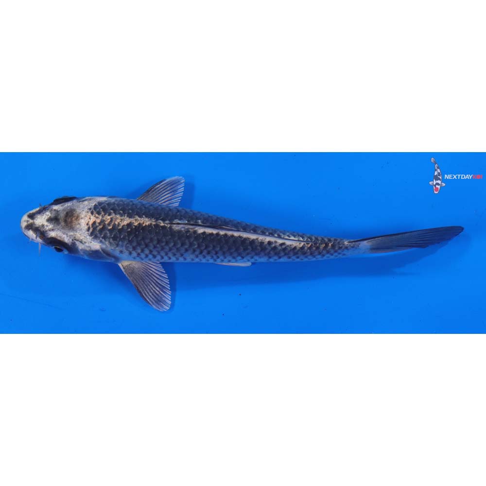 6” Imported Gin Matsuba