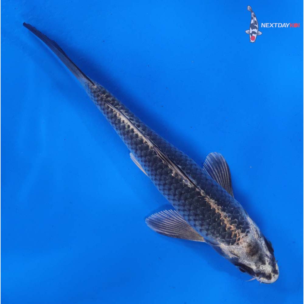 6” Imported Gin Matsuba