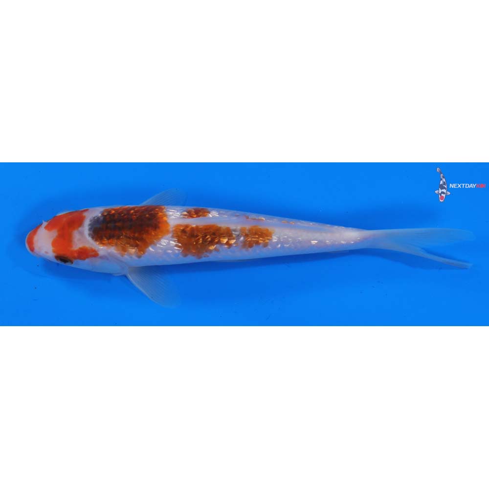 7” Imported Gin Rin Goromo