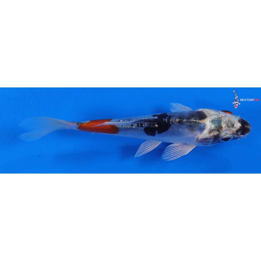 5.5” Imported Doitsu Blue Kujaku