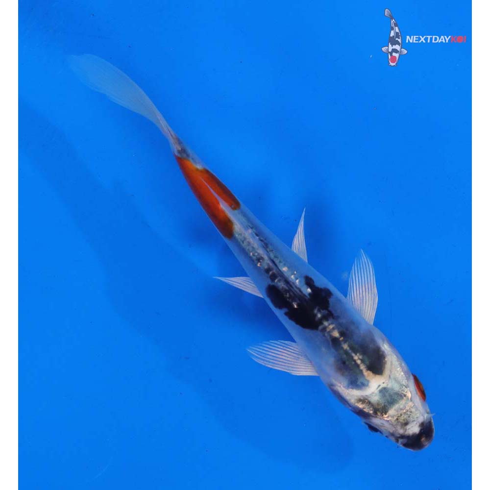 5.5” Imported Doitsu Blue Kujaku