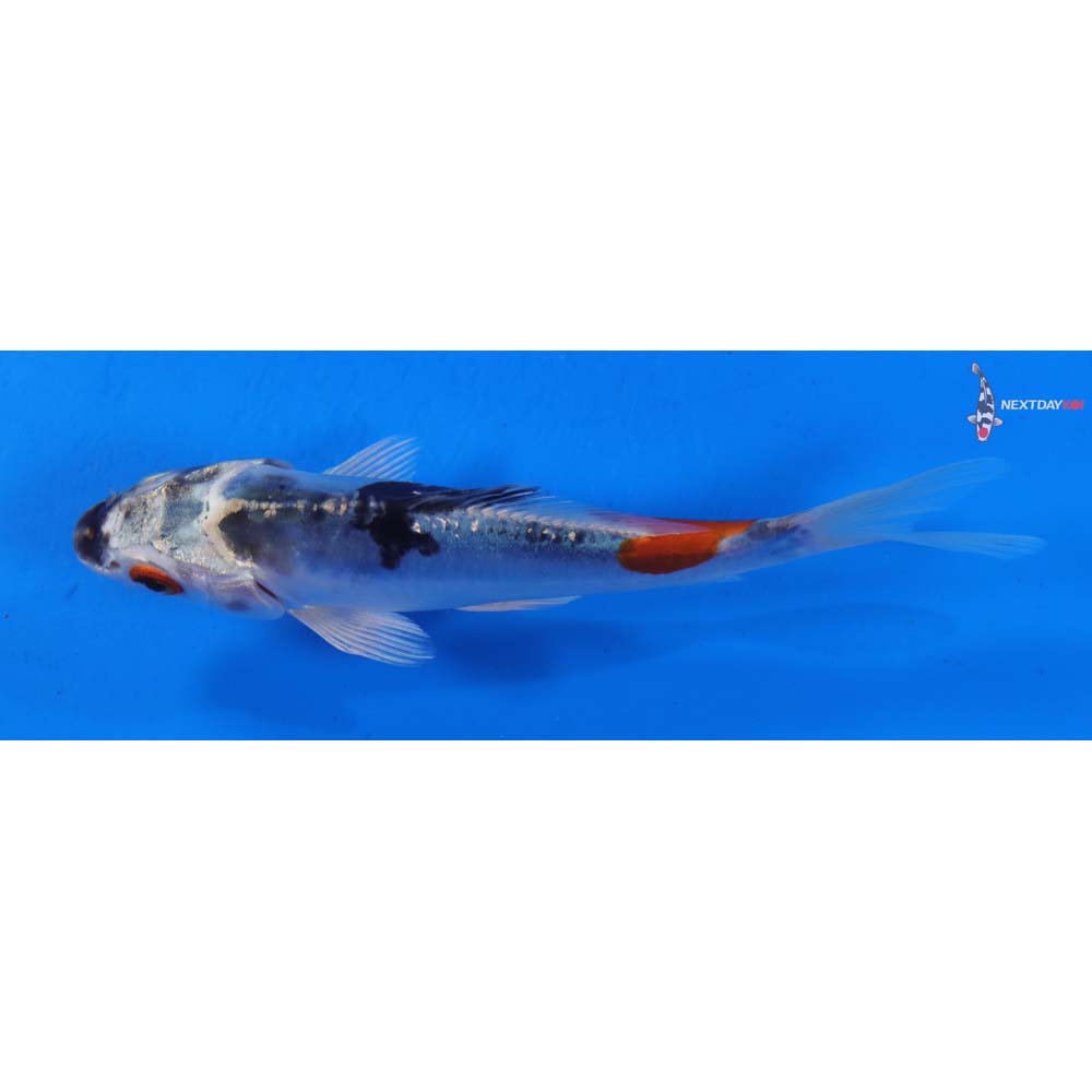 5.5” Imported Doitsu Blue Kujaku
