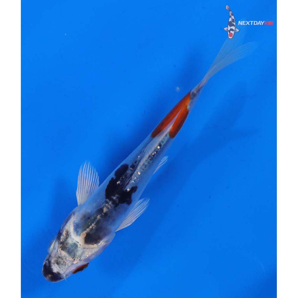 5.5” Imported Doitsu Blue Kujaku