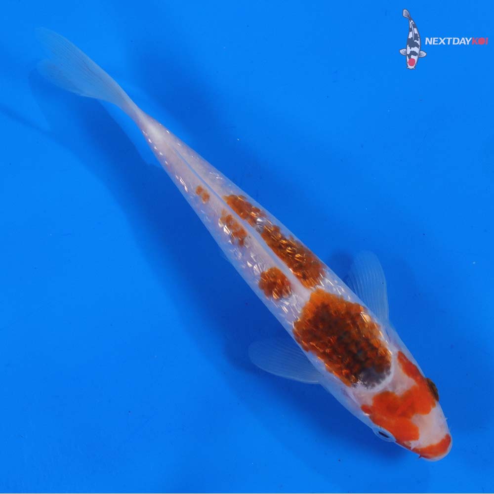 7” Imported Gin Rin Goromo