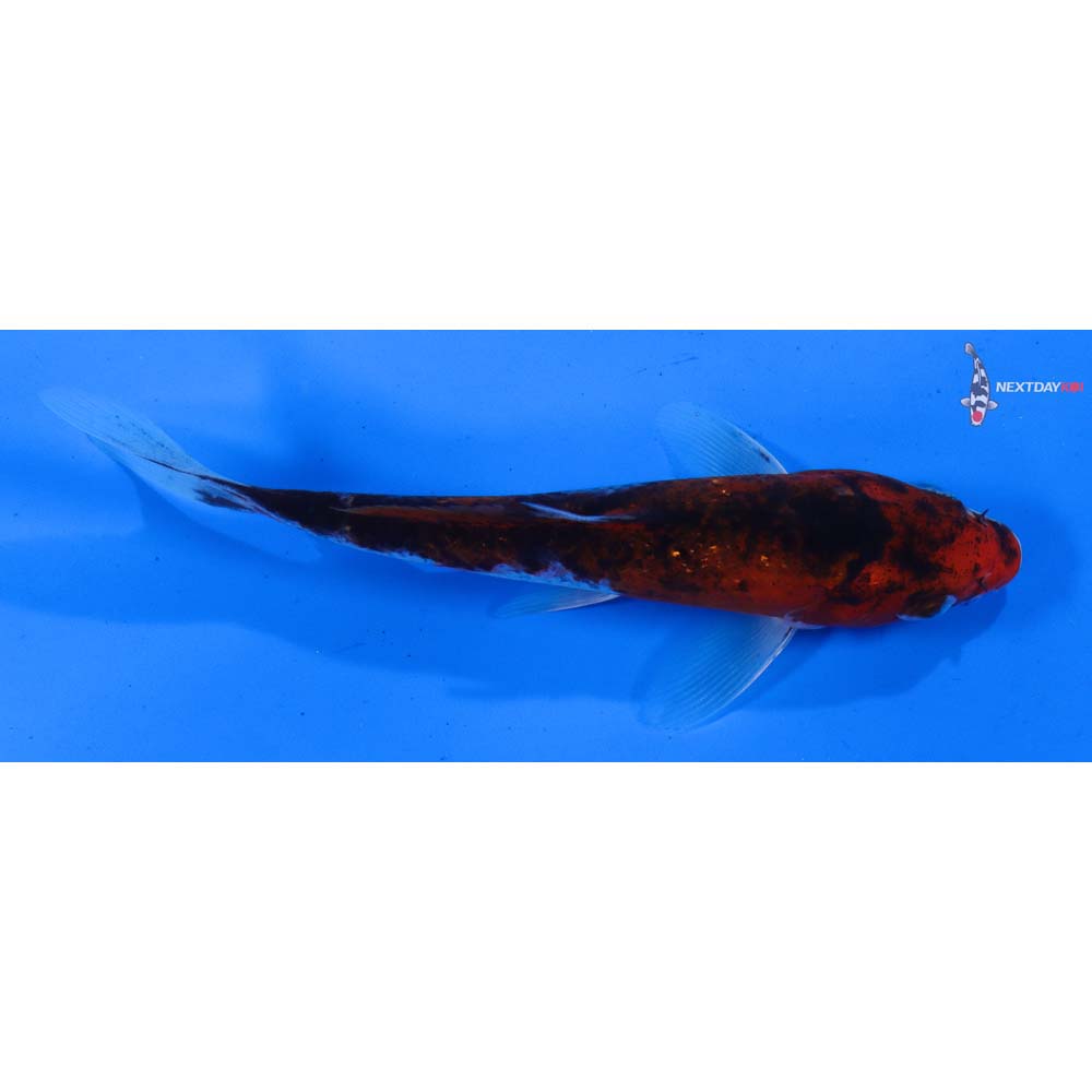5” Imported Goromo