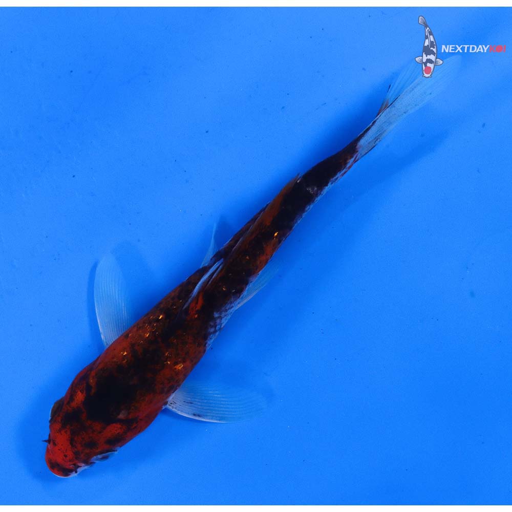5” Imported Goromo