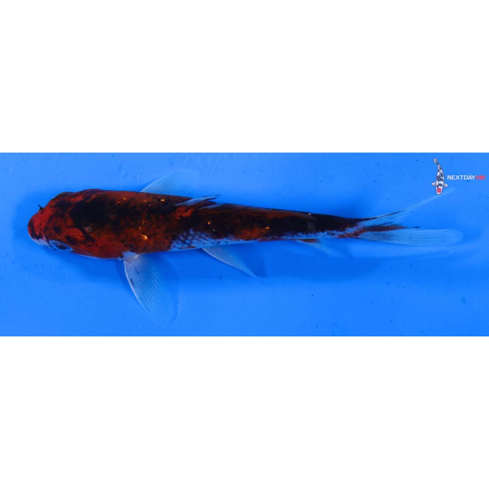 5” Imported Goromo