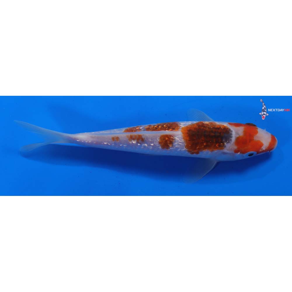 7” Imported Gin Rin Goromo
